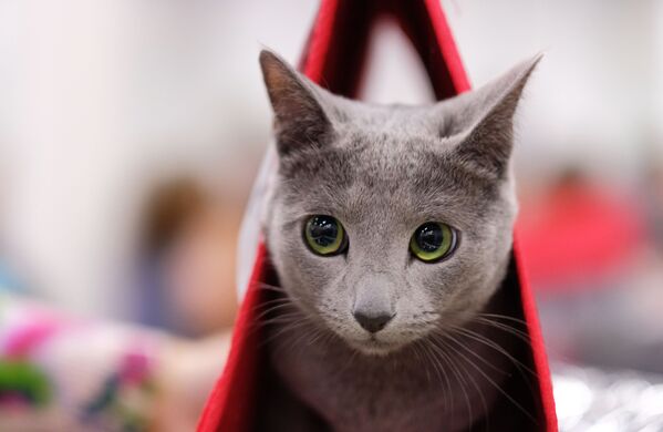 Altın oran uygulamasına göre en güzel kedi ırklarından Rus Mavisi ORAN: 1,65 ALTIN ORANDAN FARKLILIĞI: 0,03 - Sputnik Türkiye
