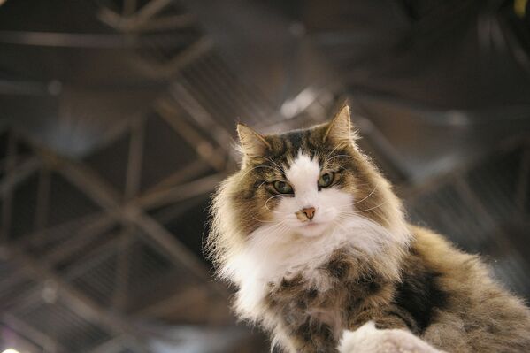 Altın oran uygulamasına göre en güzel kedi ırklarından Norveç orman kedisi  ORAN: 1,65  ALTIN ORANDAN FARKLILIĞI: 0,03 - Sputnik Türkiye