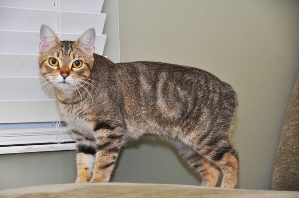 Bilime göre en güzel kedi ırkları arasında yer alan Manks ORAN: 1.59  ALTIN ORANDAN FARKLILIĞI: 0,03 - Sputnik Türkiye