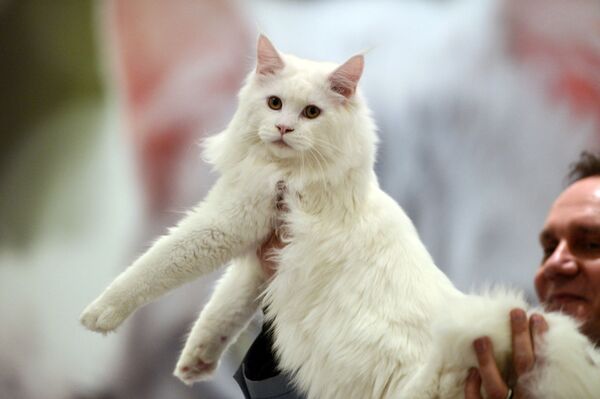 Ragamuffin ırkı, altın orana göre yapılan listede en güzel kediler aarsında yer alıyor  ORAN: 1.67  ALTIN ORANDAN FARKLILIK: 0,05 - Sputnik Türkiye