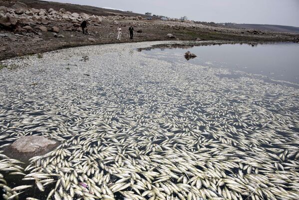 Bölgede tedirginliğe yol açan balık ölümlerinin, göldeki suyuna zalmasıyla oluşan oksijen yetersizliğinden kaynaklandığı tahmin ediliyor.  - Sputnik Türkiye