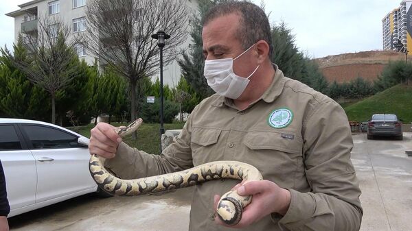 Kırıkkale'de Afrika kökenli piton yılanını evde besleyen kişi, el koyan doğa koruma müdürlüğü ekipleri - Sputnik Türkiye