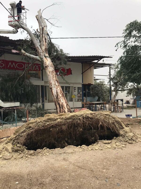 İzmir'in Tire ilçesinde etkili olan fırtına ağaçları devirdi. Saraybosna Caddesi’nde kökünden sökülen bir ağaç, yolun trafiğe kapanmasına sebep oldu.  - Sputnik Türkiye