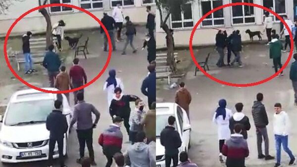 Okula dalan pitbull, 5 öğrenciyi yaraladı - Sputnik Türkiye