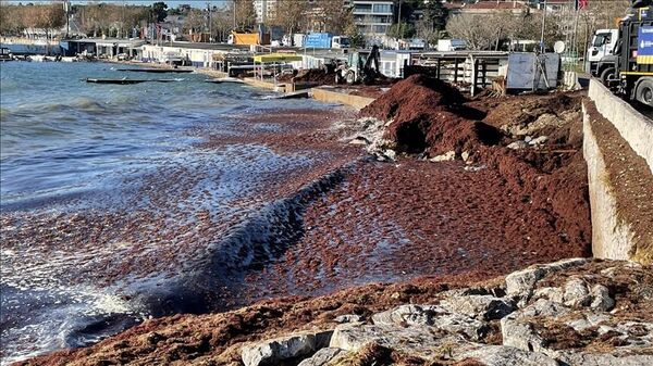 Fırtınanın ardından Caddebostan sahilini kaplayan kırmızı yosunlar toplanıyor - Sputnik Türkiye