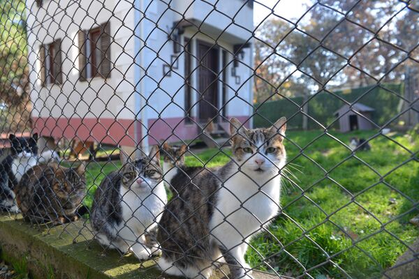 Engelli kedilere villa: 'Her türlü konforu sağlıyoruz' - Sputnik Türkiye