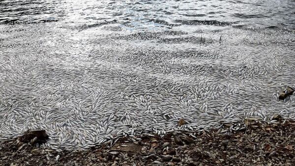 Bolu'daki Sünnet Gölü Tabiat Parkı'nda balık ölümleri görülmesi üzerine inceleme başlatıldı - Sputnik Türkiye