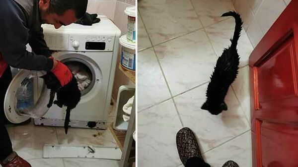  Yorgan arasında çamaşır makinesine konulan kediyi itfaiye kurtardı  - Sputnik Türkiye