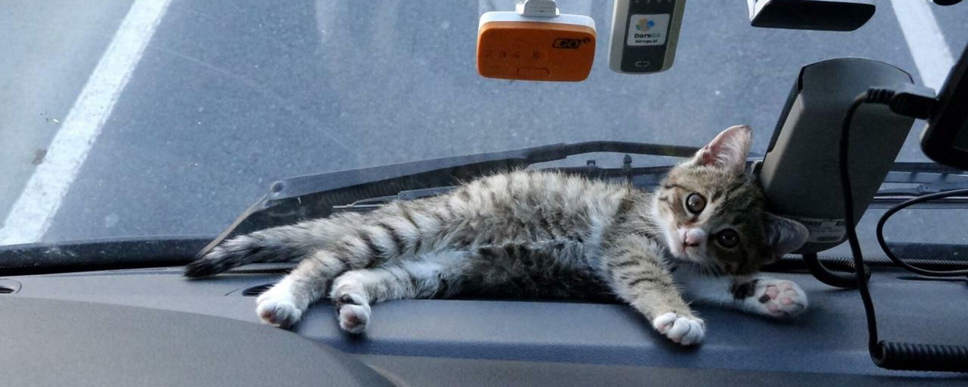 Yaralı bulduğu yavru kedi, TIR şoförünün yol arkadaşı oldu - Sputnik Türkiye, 1920, 14.12.2021