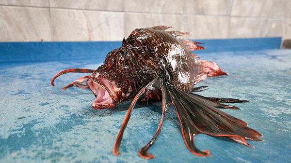 Kilosu 150 lirayı bulan zehirli aslan balığı yok satıyor - Sputnik Türkiye