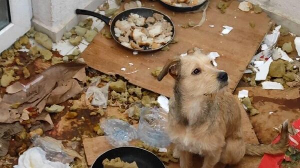  Balkonda kötü koşullarda tutulan 2 köpeğe el konuldu - Sputnik Türkiye