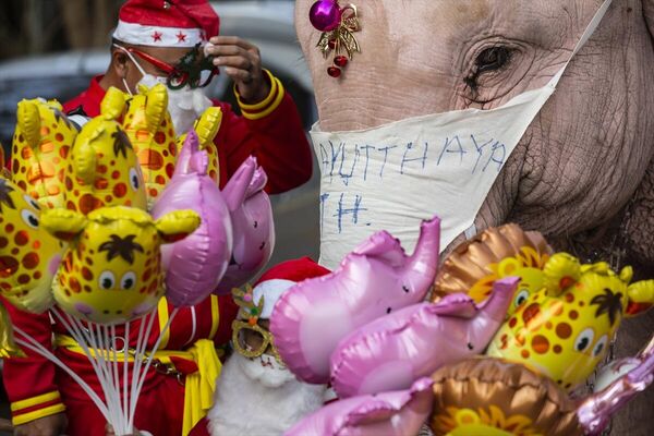 Yerel fil bakım parkı yöneticisi Itthi Pankhawlamai, &quot;Bu 4 fil, insanları maske takmaya, ellerini yıkamaya ve hükümetin talimatlarına uymaya teşvik etmek için Taylandlı Noel Baba&#x27;yı temsil etmek istiyor.&quot; dedi. - Sputnik Türkiye