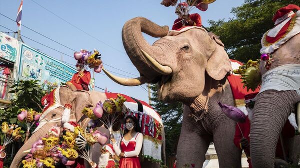 Tayland'da Kovid-19 farkındalığı için yılbaşı kostümlü fillerle maske dağıtıldı - Sputnik Türkiye