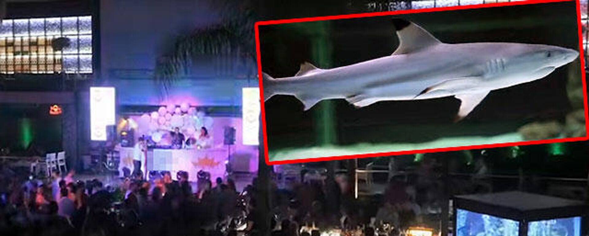 Alanya’daki gece kulübünde tutulan köpek balığı  - Sputnik Türkiye, 1920, 27.12.2021