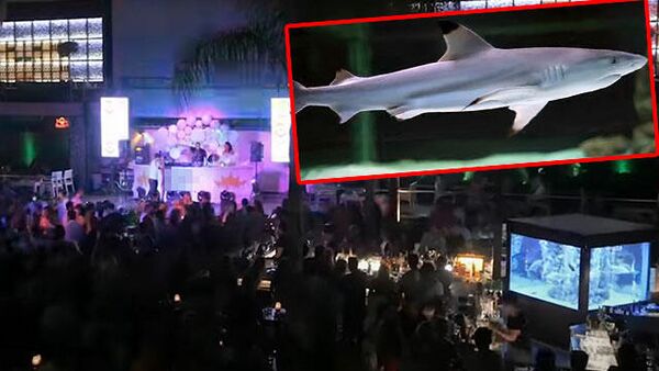 Alanya’daki gece kulübünde tutulan köpek balığı  - Sputnik Türkiye