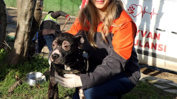 İtfaiyenin alevlerden kurtardığı köpek hayata tutundu - Sputnik Türkiye