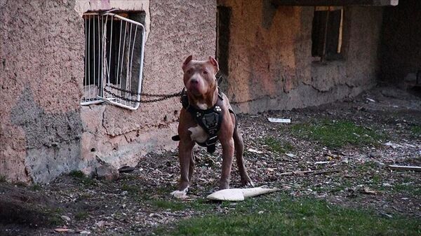 Patipark: Yasaklı ırklardan günde en az 20 köpek korkuyla sokaklara atılıyor - Sputnik Türkiye