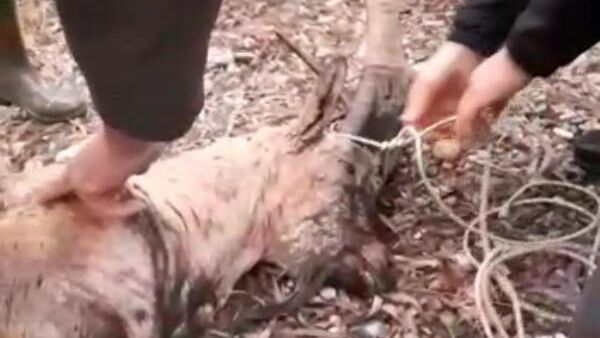 Tunceli'de kaçak avcılar, nesli tükenme tehlikesi altında bulunan bir dağ keçisini vurdu. - Sputnik Türkiye