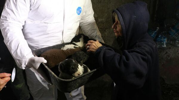 Çöp evde 20 kedi ve köpeğe el konuldu: Ölen köpekler saksıya gömülmüş - Sputnik Türkiye