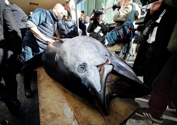 Geçen yıl 208 kilogramlık balık 202 bin dolar, 2020&#x27;de 276 kilogram balık 1.87 milyon dolar satıldı.  - Sputnik Türkiye