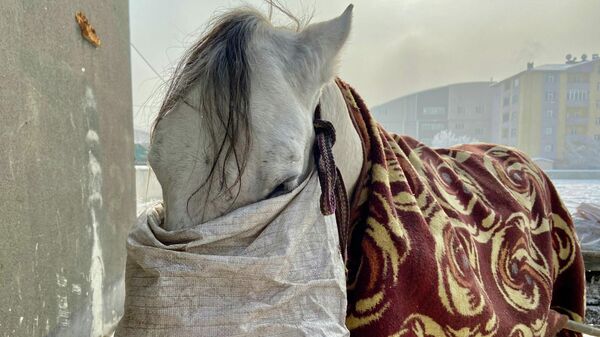 Atlarını battaniyeye ile sarıp dondurucu soğuklardan koruyorlar - Sputnik Türkiye