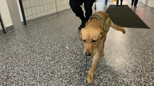 ABD'nin Boston kentinde, Kovid-19'a yakalanmış kişilere özgü kokuyu algılamak üzere eğitilen iki polis köpeğinin bazı okullarda görev yapacağı duyuruldu. - Sputnik Türkiye