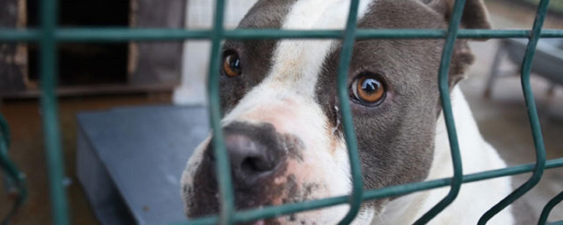 Edirne'de ihbar sonucu sokaktan toplanan yasaklı ırk köpekler nedeniyle bakım ve rehabilitasyon merkezinde yer sıkıntısı yaşanıyor.  - Sputnik Türkiye, 1920, 24.10.2026