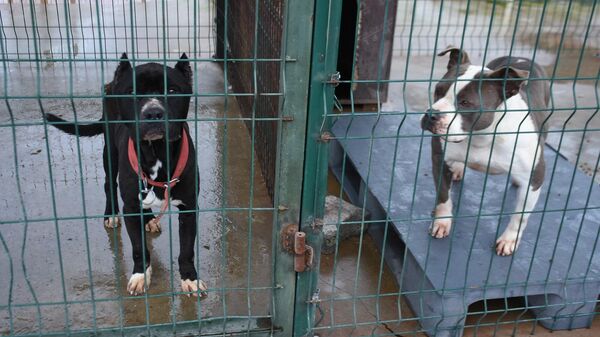 Edirne'de ihbar sonucu sokaktan toplanan yasaklı ırk köpekler nedeniyle bakım ve rehabilitasyon merkezinde yer sıkıntısı yaşanıyor.  - Sputnik Türkiye