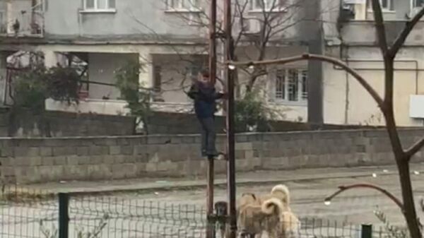 Kahramanmaraş'ın Türkoğlu ilçesinde köpek sürüsüyle karşılaşan ve korkusundan direğe tırmanan 10 yaşındaki çocuk, yaşadıklarını anlattı. - Sputnik Türkiye