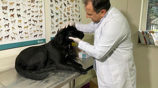Yasaklı ırk köpekleri kayıt - - Sputnik Türkiye