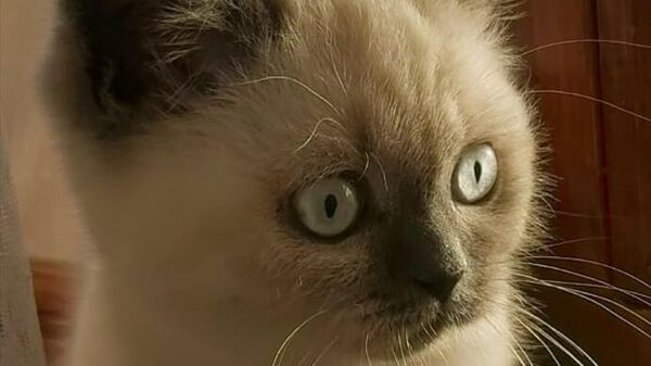 Yolcu, otobüs firmasından şikayetçi oldu: Bagaja konan kedim başka bir köpek tarafından boğuldu - Sputnik Türkiye