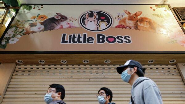 Hong Kong'da 2 bin hamster itlaf edilecek: 'Evcil hayvanlarınızı öpmeyin' - Sputnik Türkiye