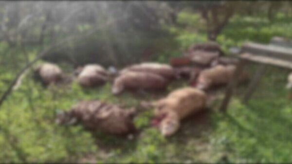 Koyunlarını ölü görünce köpekleri vurdu - Sputnik Türkiye