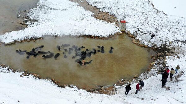 Bitlis'te mandalar kaplıca suyuyla temizleniyor - Sputnik Türkiye
