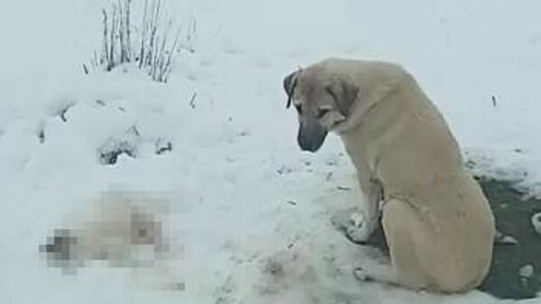 Anne köpek, ölen yavrusunun başından ayrılmadı - Sputnik Türkiye