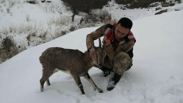 dağ keçisi koruma altına alındı - Sputnik Türkiye