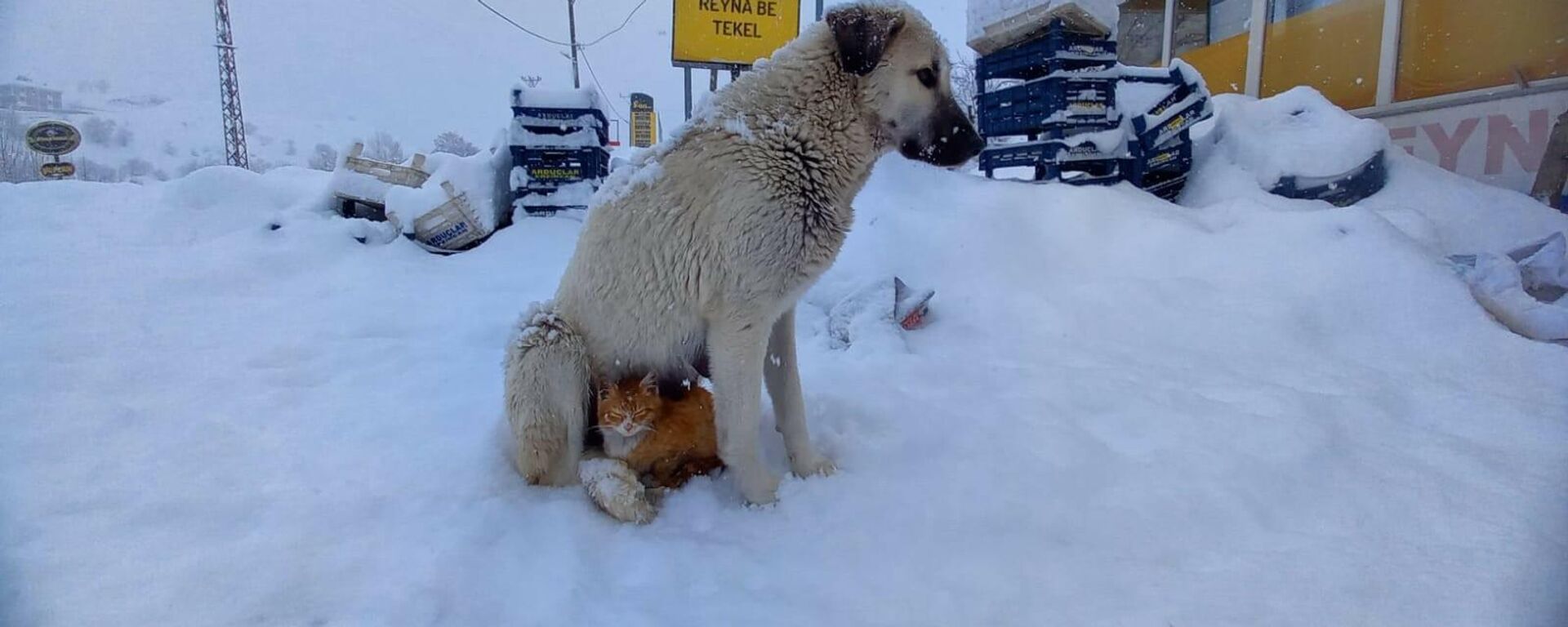Kar yağışından korunmak isteyen kedi köpeğe sığındı - Sputnik Türkiye, 1920, 15.02.2022
