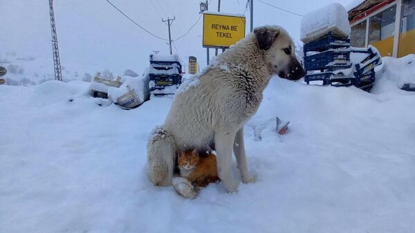 Kar yağışından korunmak isteyen kedi köpeğe sığındı - Sputnik Türkiye