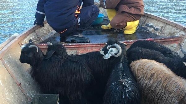 Keçiler dağda mahsur kaldı, AFAD ekipleri tekne ile kurtarmaya geldi - Sputnik Türkiye