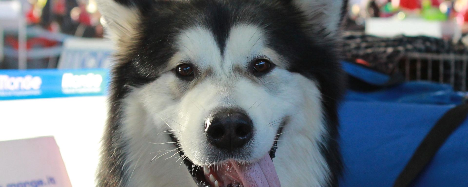 Köpek - Sputnik Türkiye, 1920, 11.08.2026
