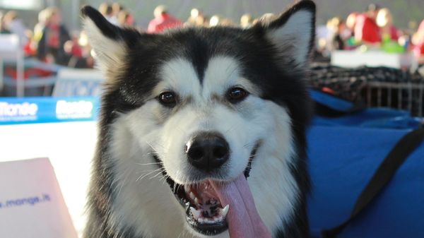 Köpek - Sputnik Türkiye