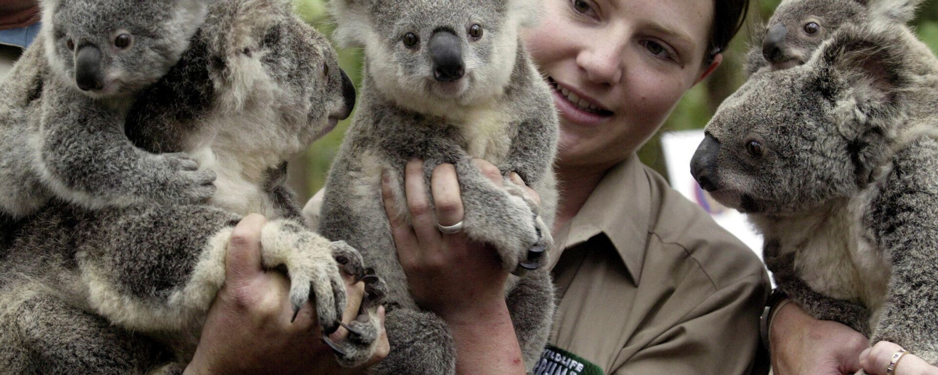 Koala - Sputnik Türkiye, 1920, 29.01.2022