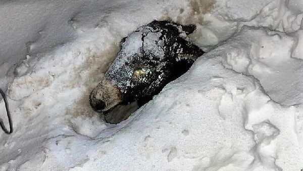 1.5 metre karın içine gömülen eşeğini donmaktan son anda kurtardı
 - Sputnik Türkiye