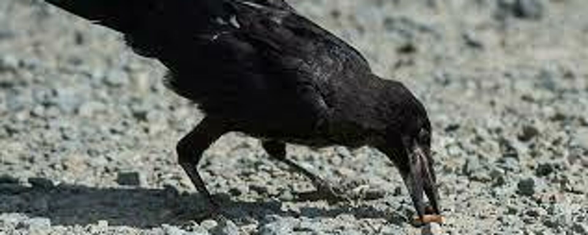 Sigara izmaritlerini kargalar toplayacak - Sputnik Türkiye, 1920, 03.02.2022