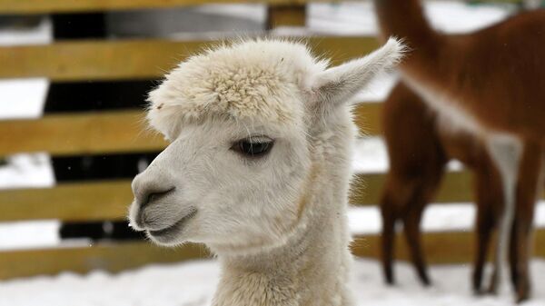 Alpaka - Sputnik Türkiye