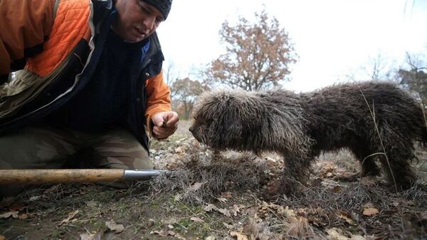 Özel eğitimli köpeklerle trüf mantarı arayışı - Sputnik Türkiye
