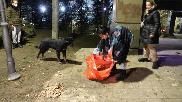 Ankara’da bir köpek zehirlendiği iddia edilen 8 yavru köpeğin başından ayrılmadı - Sputnik Türkiye