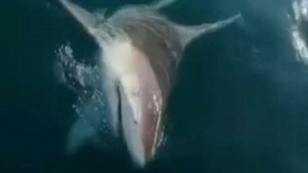 Antalyalı balıkçının oltasına dev bir köpek balığı takıldı: 'Bize saldırmasın' - Sputnik Türkiye
