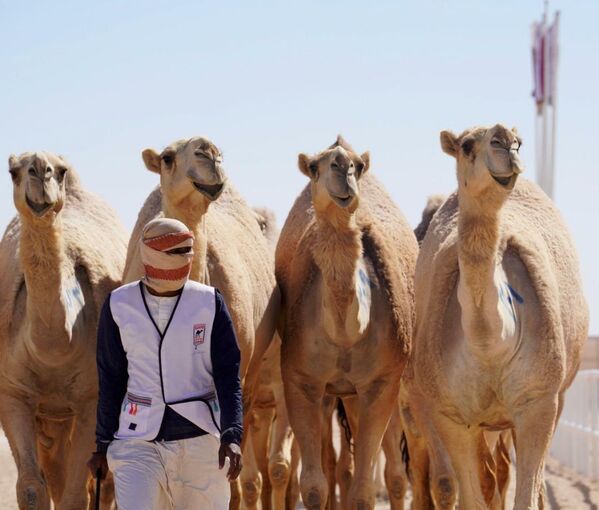 Festivalde ender Arap develerinin bulunduğunu kaydeden Merri, rekabetin her geçen gün katlanarak arttığını, Asayil cinsi develerin yarışacağı ilerleyen günlerde bu rekabetin zirveye çıkacağını belirtti. - Sputnik Türkiye