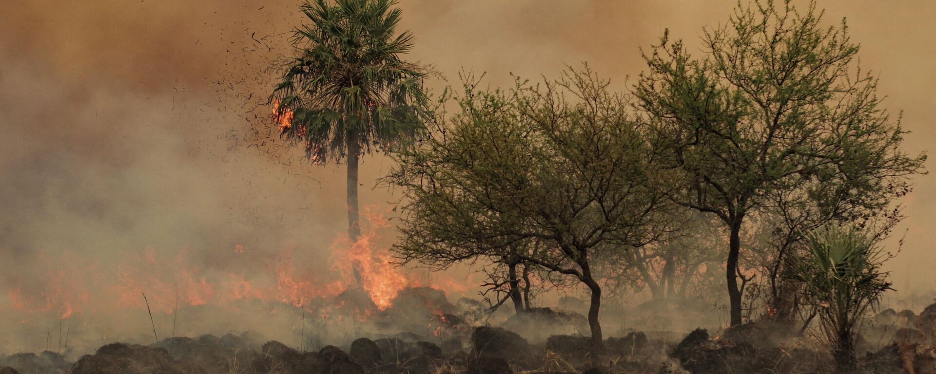 Arjantin'in kuzey doğusundaki Corrientes eyaletinde ocak ayının ortasından bu yana devam eden orman yangınlarında 785 bin hektardan fazla alanın tahrip olduğu açıklandı. - Sputnik Türkiye, 1920, 19.02.2022